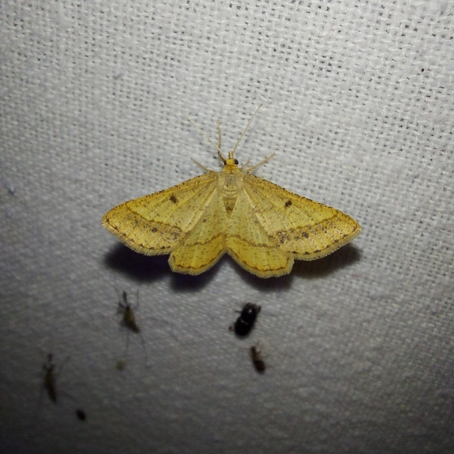 Tephrina arenacearia - lucerna-araszoló
