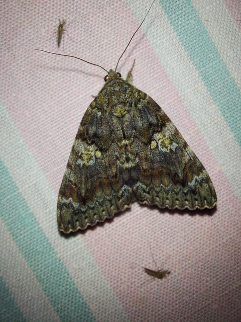 Catocala sponsa - tölgyfa-övesbagoly