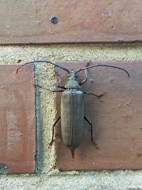 Aegosoma scabricorne - diófacincér