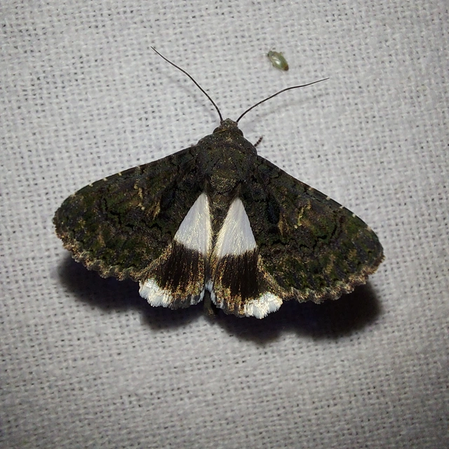 Anophia leucomelas - déli folyófűbagoly