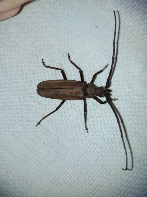 Aegosoma scabricorne - diófacincér