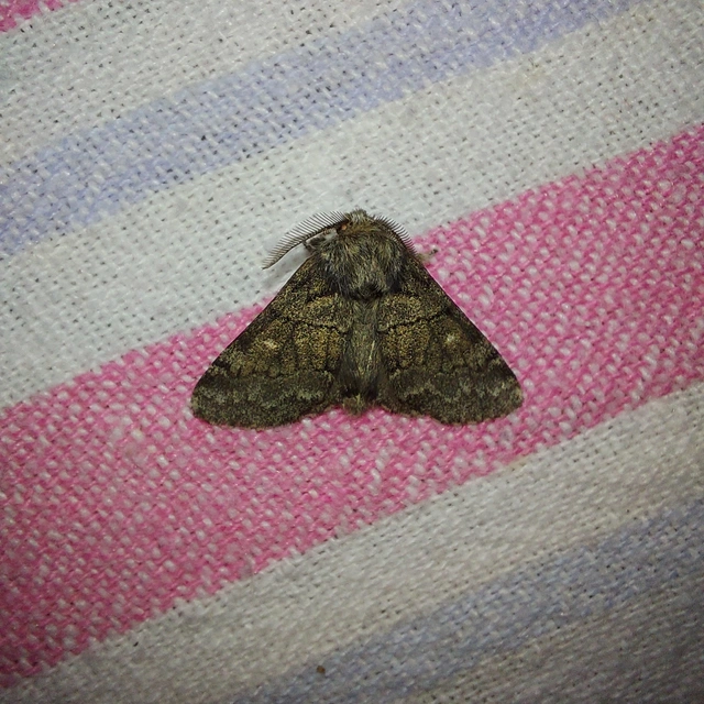 Gluphisia crenata - kormos púposszövő