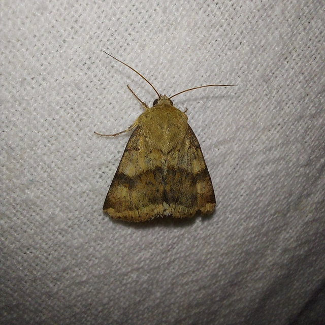 Heliothis viriplaca - mácsonyabagoly