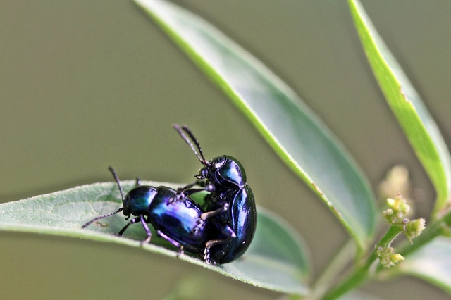 Chrysochus asclepiadeus - tündöklő méreggyiloklevelész