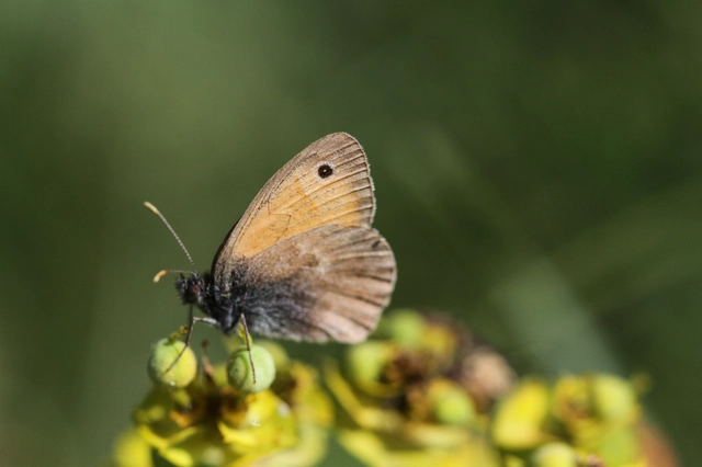 Coenonympha pamphilus - kis szénalepke