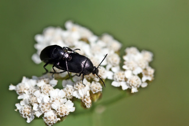 Podonta nigrita - szerecsenbogár