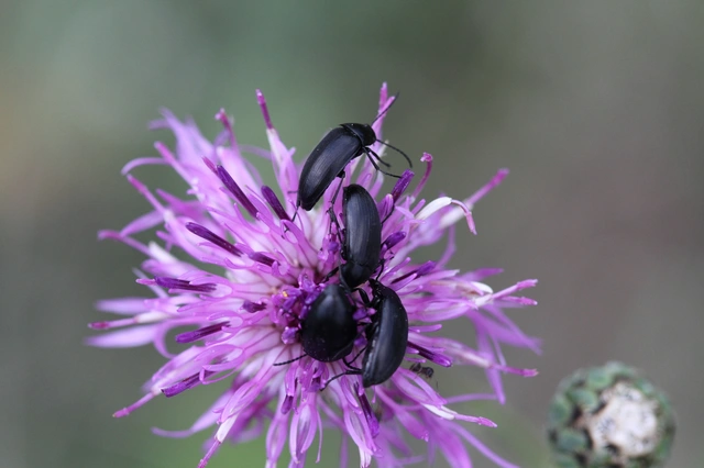 Podonta nigrita - szerecsenbogár