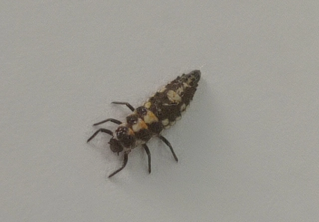 Oenopia
