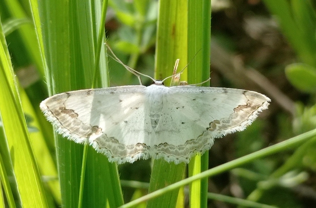Scopula ornata - díszes fehéraraszoló