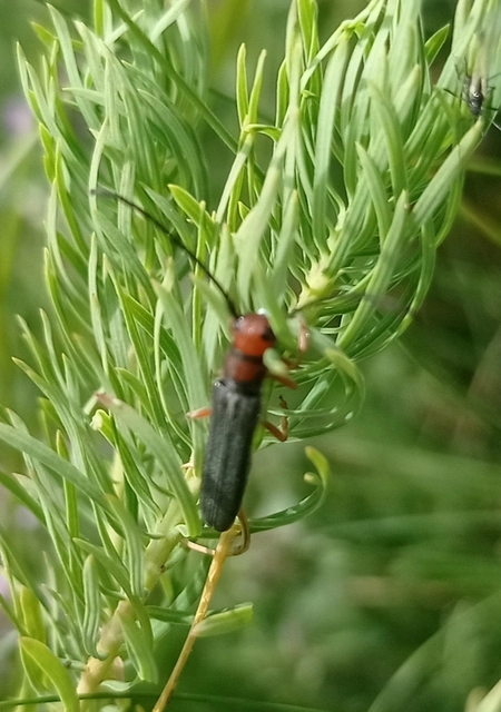 Oberea erythrocephala - pirosfejű kutyatejcincér