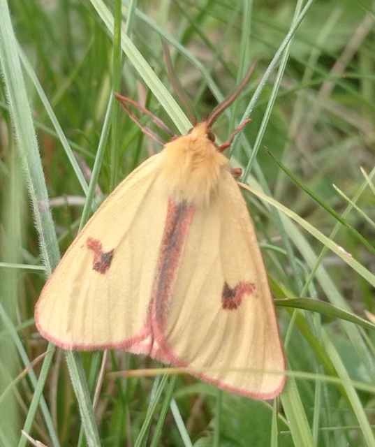 Diacrisia sannio - vörösszélű medvelepke