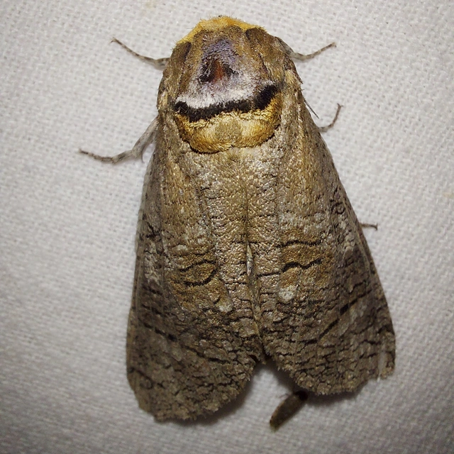 Cossus cossus - fűzfarontólepke