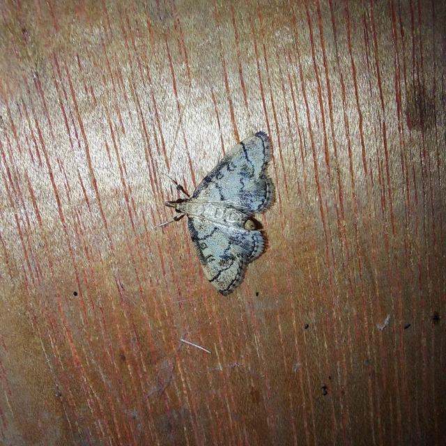 Metasia ophialis - kígyósávos tűzmoly