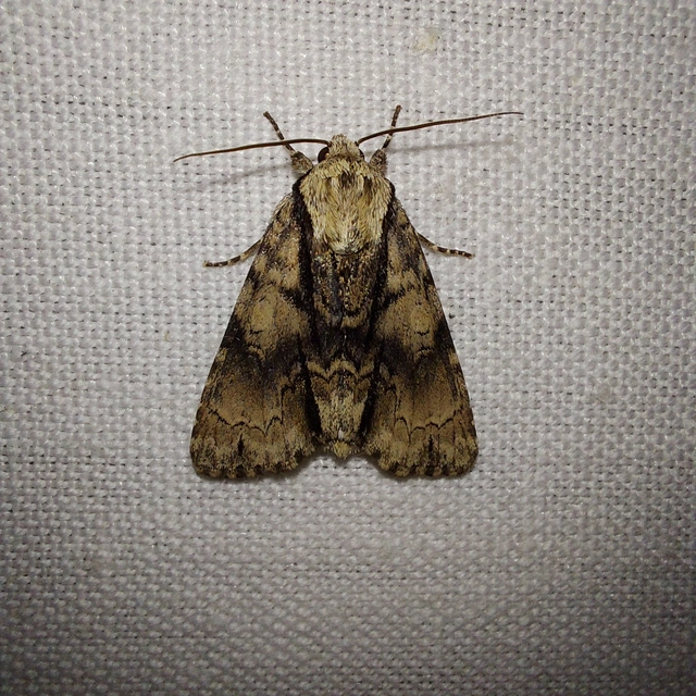 Acronicta alni - éger-szigonyosbagoly