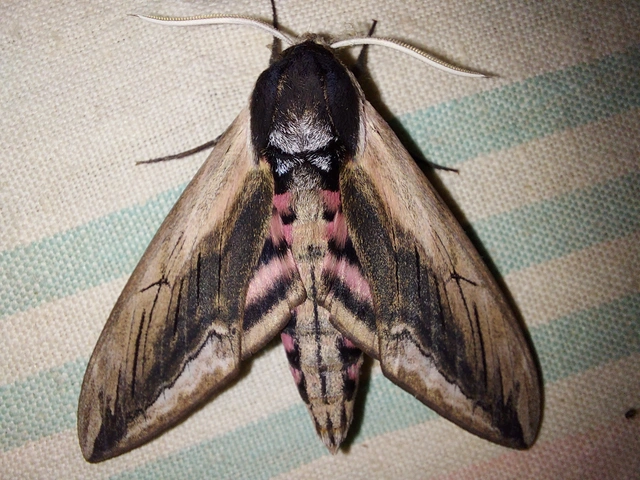 Sphinx ligustri - fagyalszender