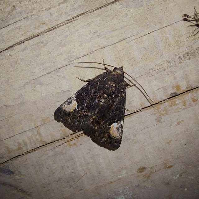 Aedia funesta - folyófűbagoly
