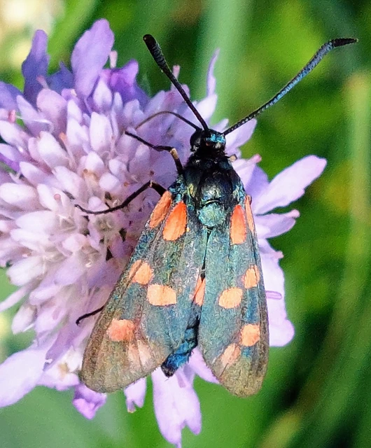 Zygaena filipendulae - acélszínű csüngőlepke