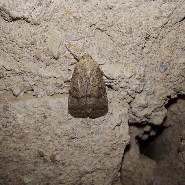 Hoplodrina octogenaria - barna selymesbagoly