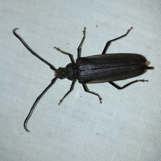Aegosoma scabricorne - diófacincér