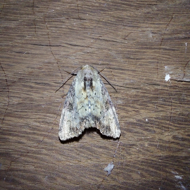 Loscopia scolopacina - csinos dudvabagoly