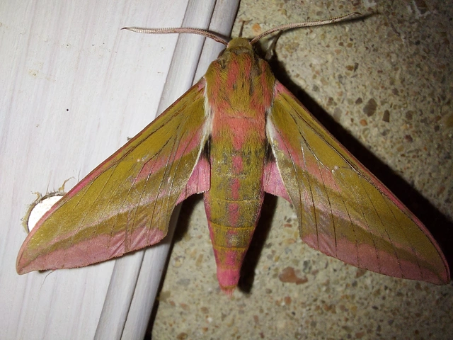 Deilephila elpenor - szőlőszender