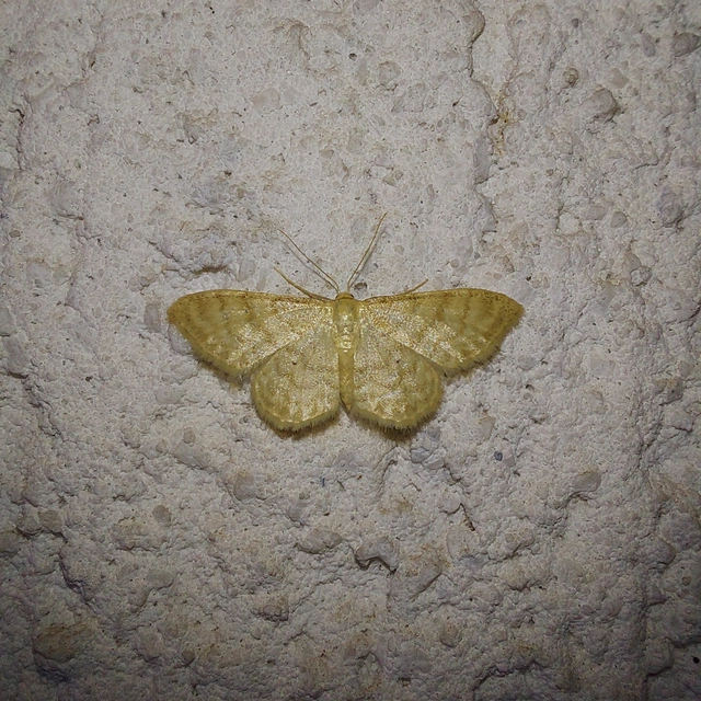 Idaea dilutaria - napvirág-apróaraszoló