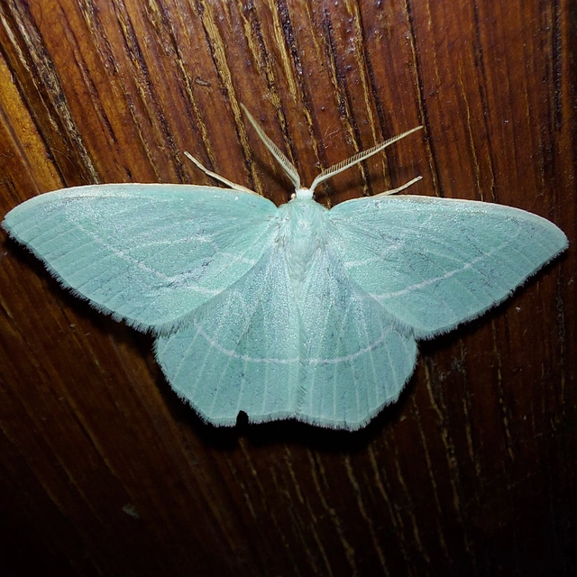 Hemistola chrysoprasaria - kékes zöldaraszoló