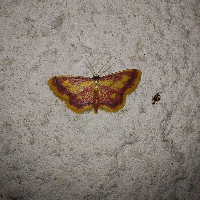 Idaea muricata - mocsári pirosaraszoló