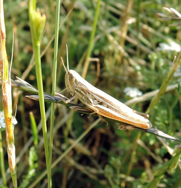 Euchorthippus declivus - rövidszárnyú rétisáska