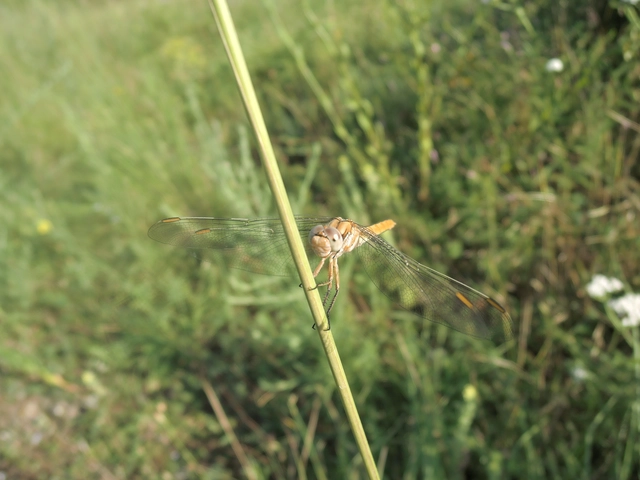 Orthetrum brunneum - pataki pásztorszitakötő