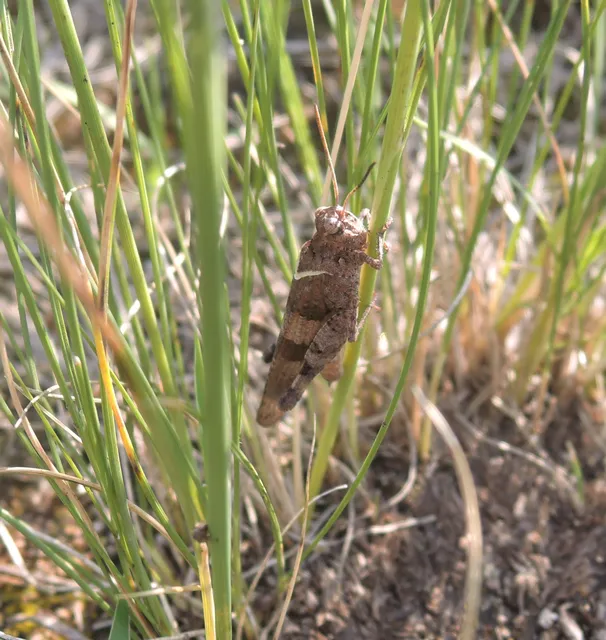 Oedipoda caerulescens - kékszárnyú sáska