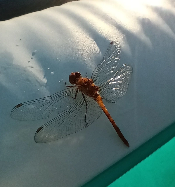 Sympetrum striolatum/vulgatum/meridionale