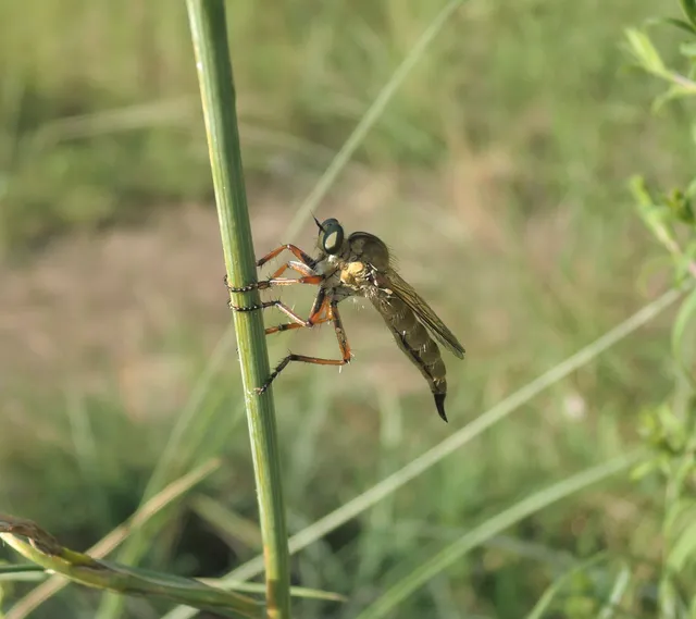Aneomochtherus flavipes