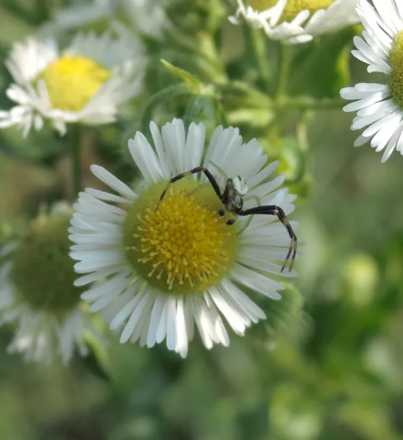 Misumena vatia - viráglakó karolópók