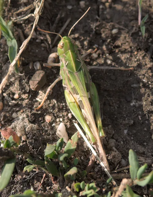 Oedaleus decorus - szalagos sáska