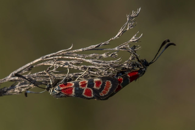 Zygaena carniolica - fehérgyűrűs csüngőlepke
