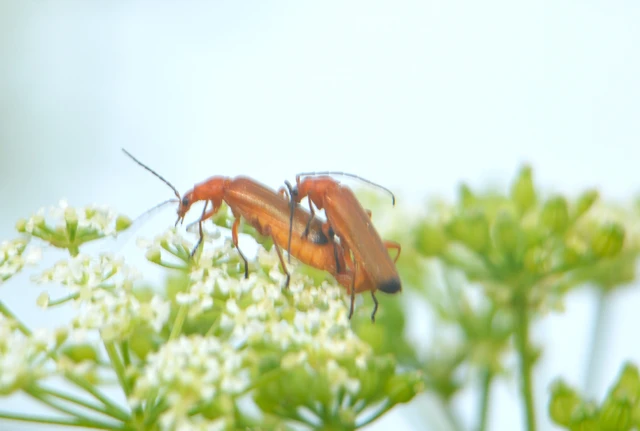 Rhagonycha fulva - feketevégű lágybogár