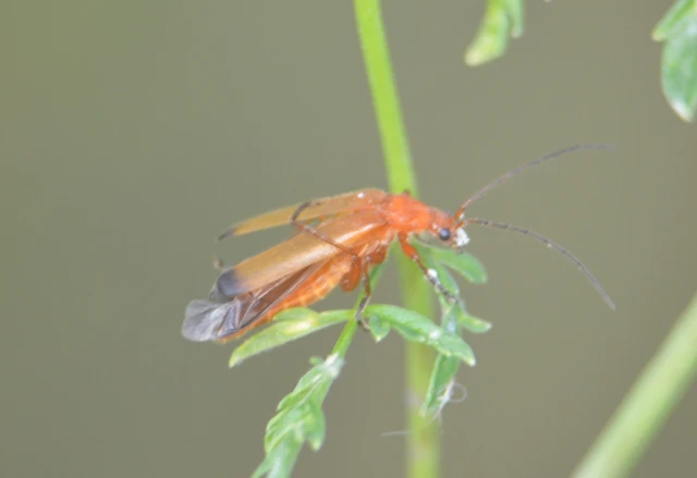 Rhagonycha fulva - feketevégű lágybogár