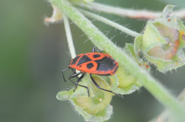 Pyrrhocoris apterus - verőköltő poloska