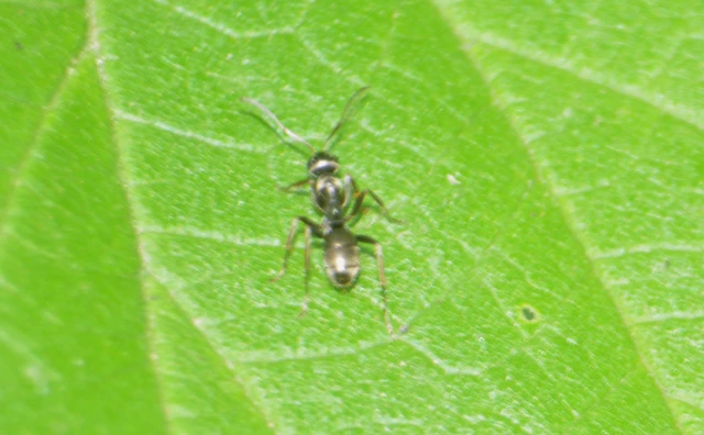 Formica fusca - kormos rabszolgahangya