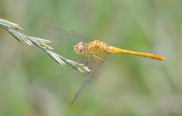 Sympetrum meridionale - fakó katona-szitakötő