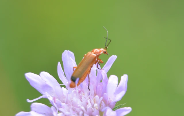 Rhagonycha fulva - feketevégű lágybogár