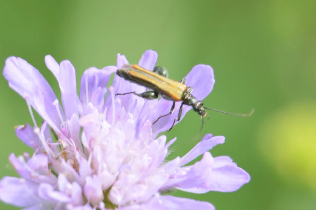 Oedemera femorata - sárgahátú álcincér
