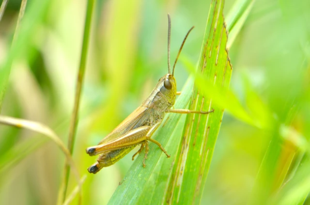 Pseudochorthippus parallelus - közönséges rétisáska