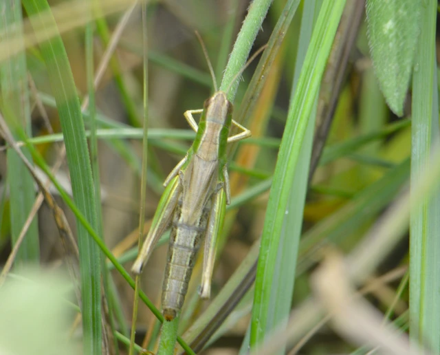 Pseudochorthippus parallelus - közönséges rétisáska
