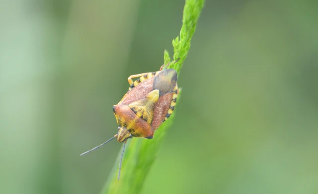 Carpocoris Carpocoris