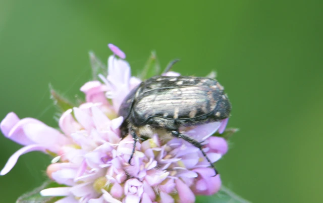 Oxythyrea funesta - sokpettyes virágbogár