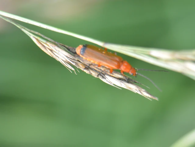 Rhagonycha fulva - feketevégű lágybogár