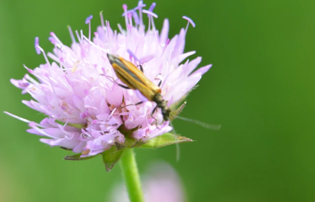 Oedemera femorata - sárgahátú álcincér