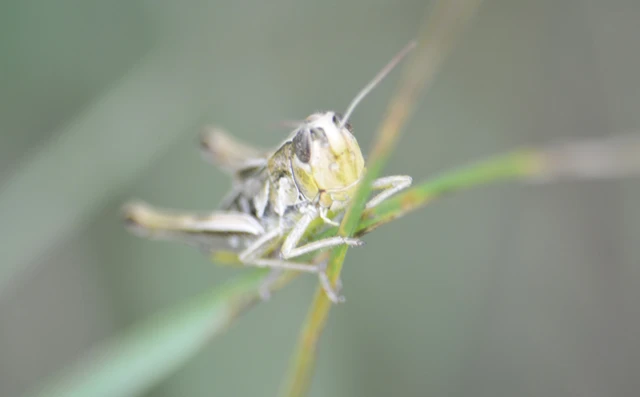 Pseudochorthippus parallelus - közönséges rétisáska